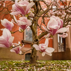 magnolias spi
